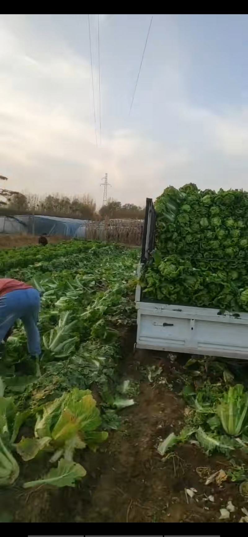 秋绿60白菜，60白菜，绿麻叶白菜，，，，，，