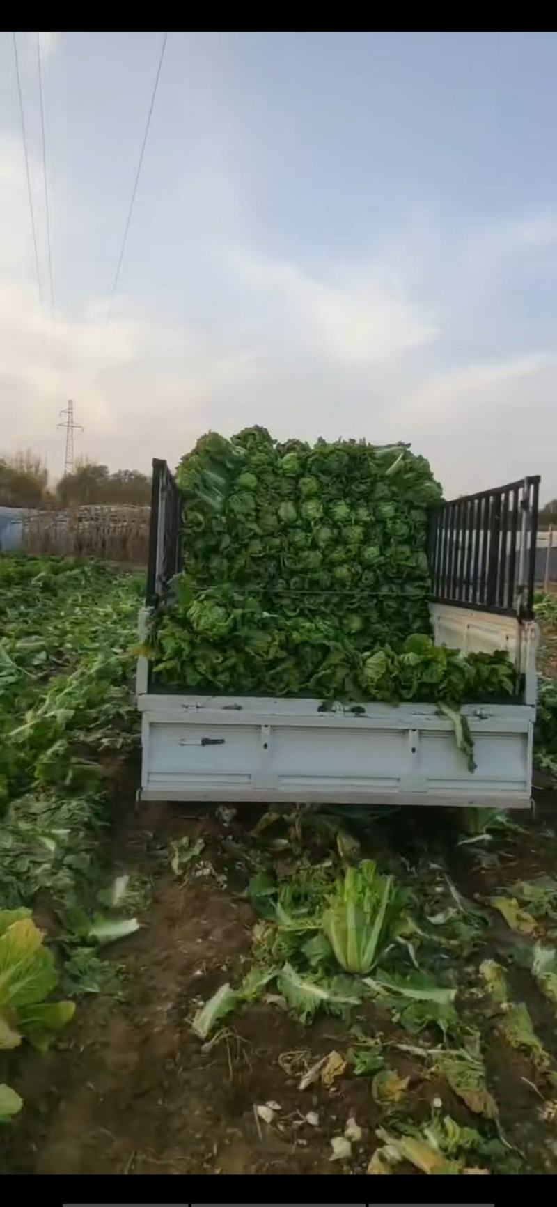 秋绿60白菜，60白菜，绿麻叶白菜，，，，，，