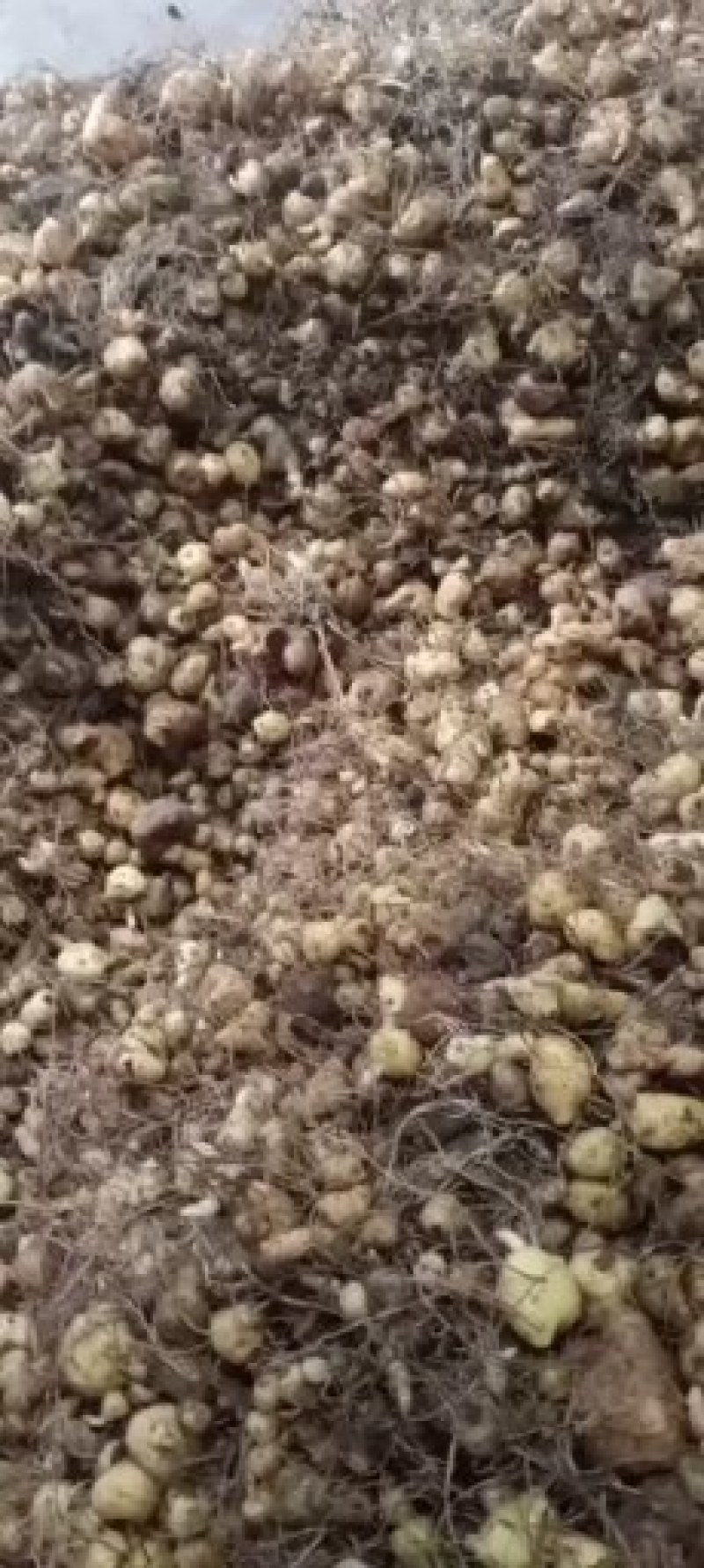 黄精我家每年挖几十万斤黄精卖，各位老板今年需要黄精联系我