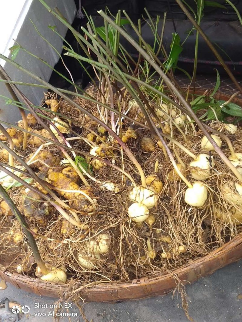 黄精我家每年挖几十万斤黄精卖，各位老板今年需要黄精联系我