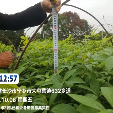 金丝楠木