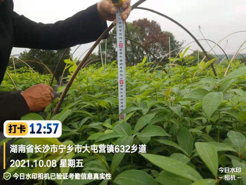 金丝楠木
