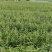 广东紫珠大量现货供应，品质保证，一手货源欢迎电联