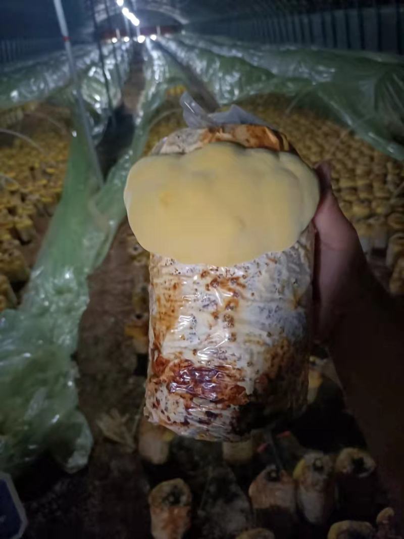 桑黄