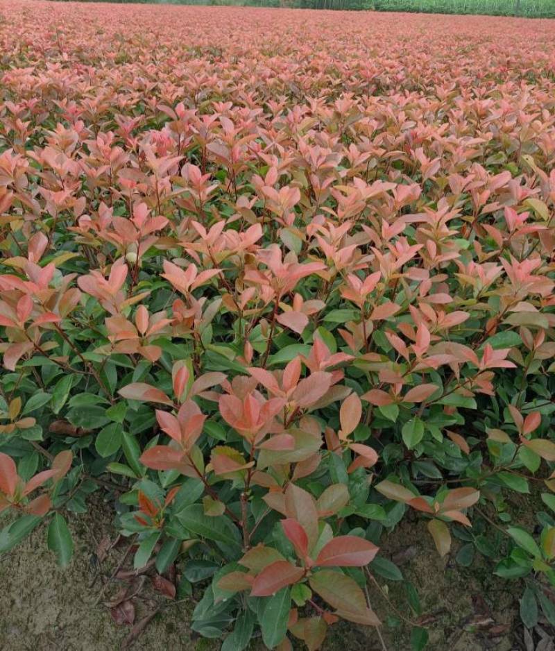 红叶石楠