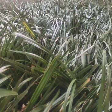 石菖蒲批发