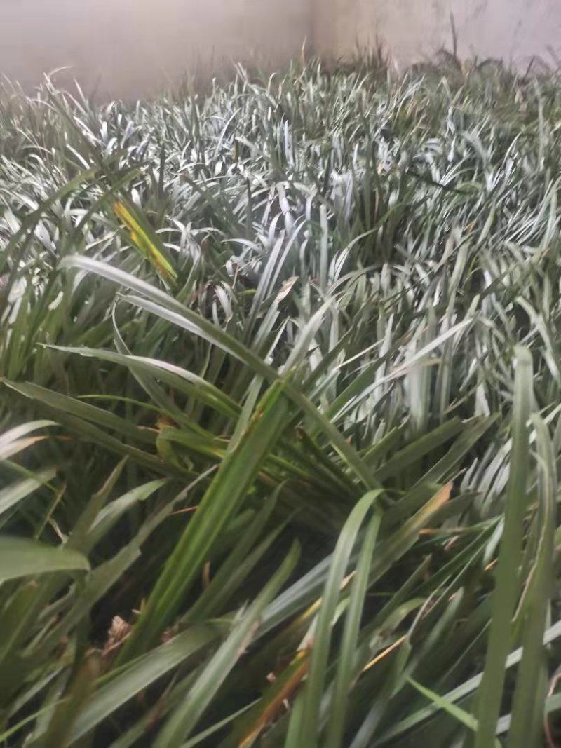 石菖蒲批发