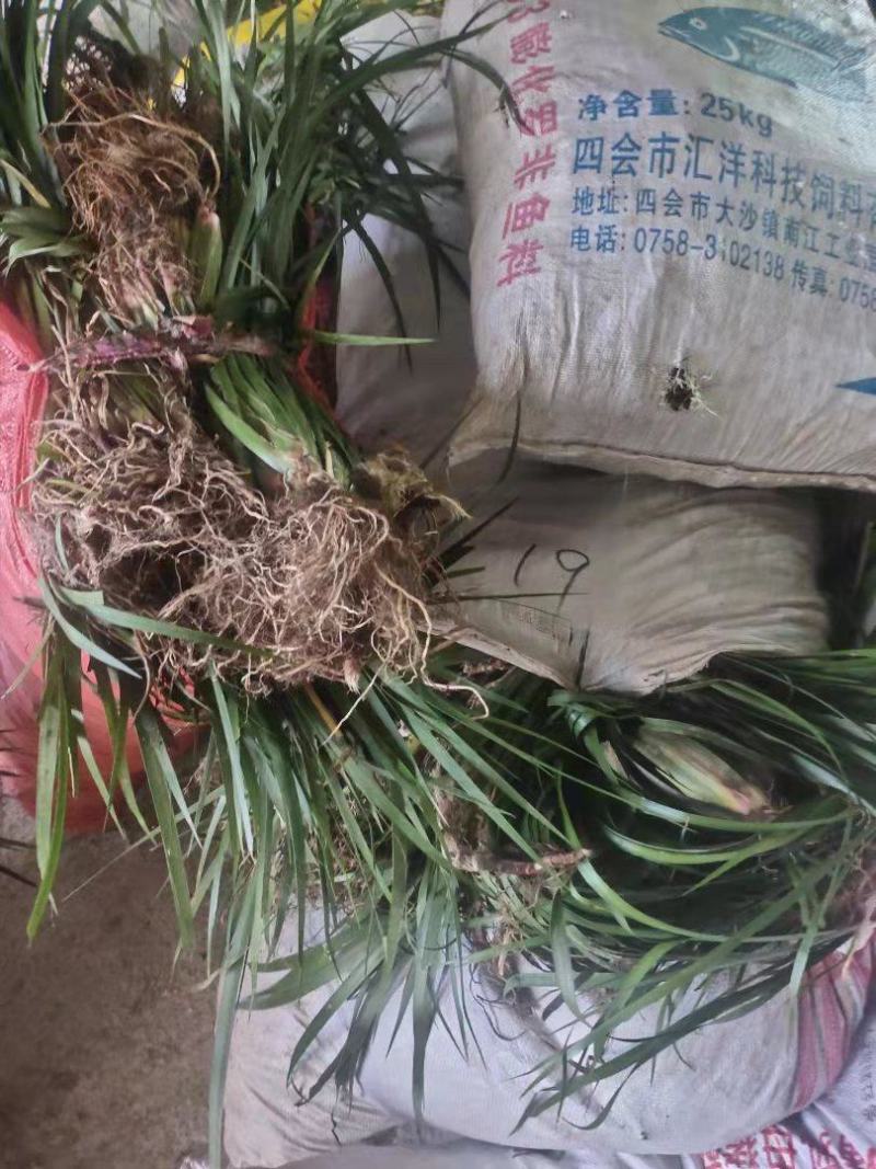 石菖蒲批发