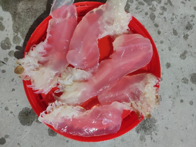 广东大花海蜇，海蜇头市场酒店，自己加工，价格美丽量大从优
