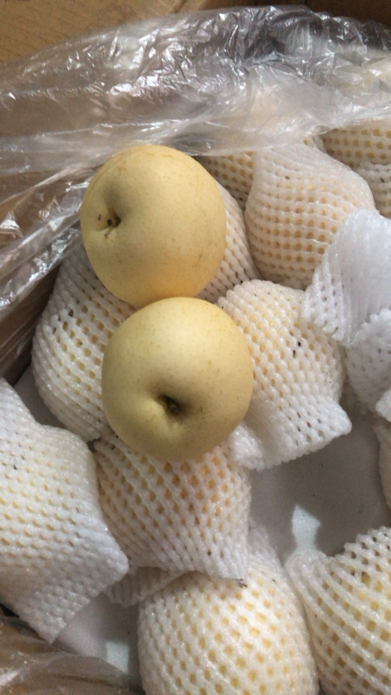 【鸭梨】河北水晶鸭梨，精品梨子产地直发价格便宜对接全国