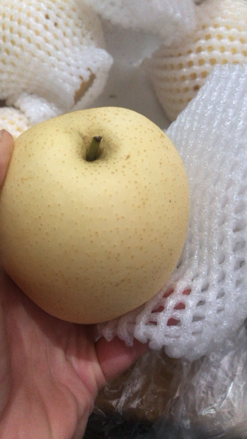 【鸭梨】河北水晶鸭梨，精品梨子产地直发价格便宜对接全国