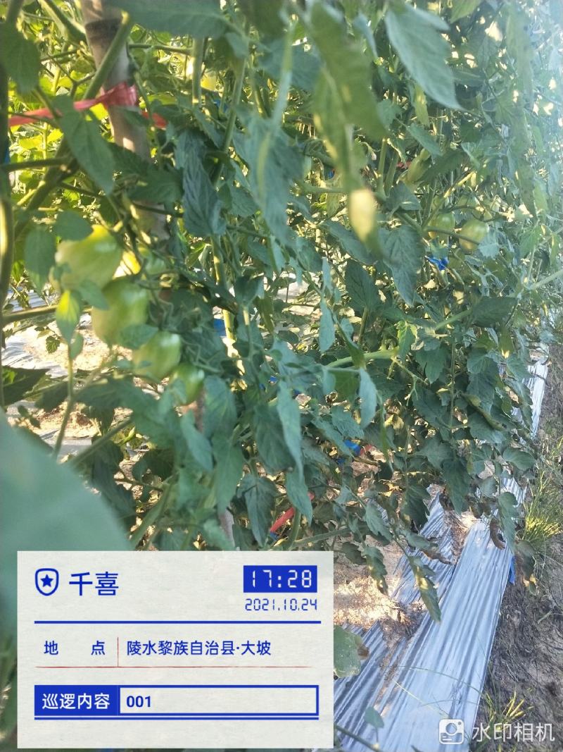 海南千喜11月开始市场，欢迎老板来订购。