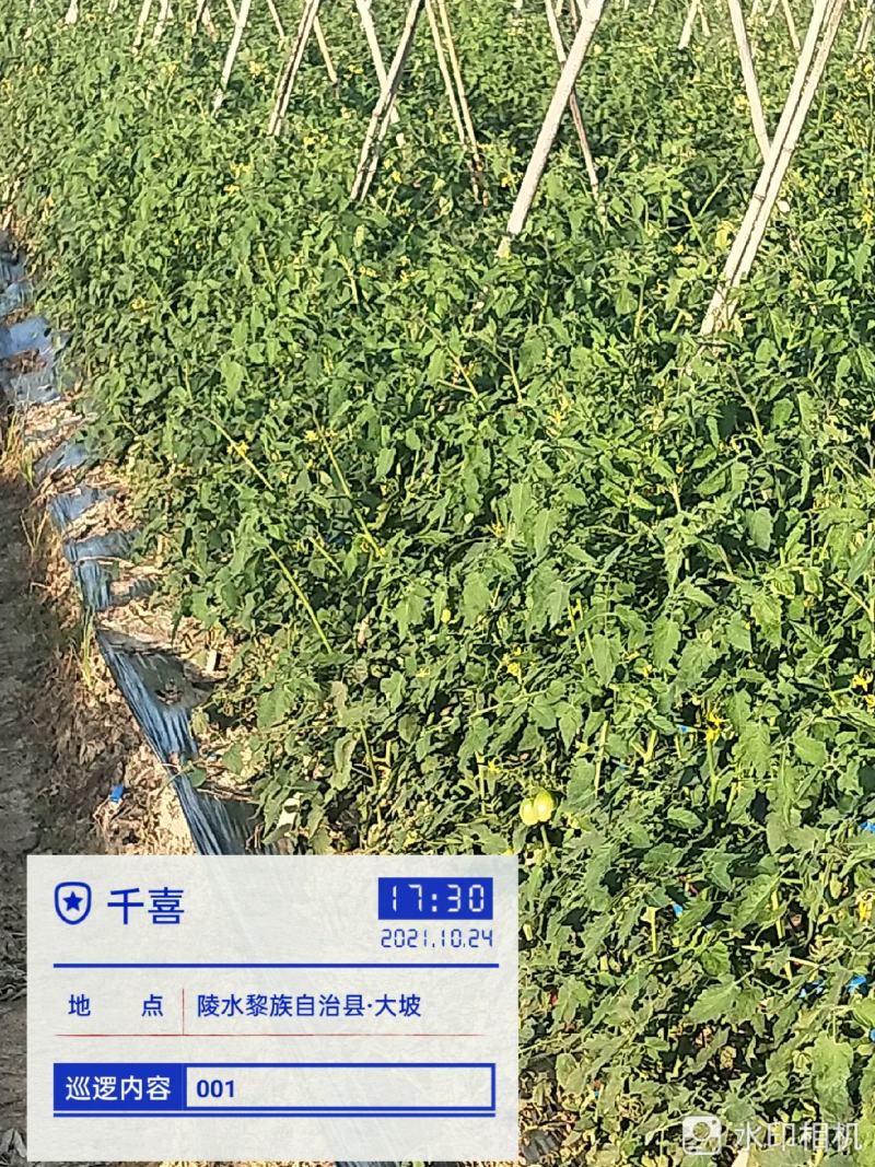海南千喜11月开始市场，欢迎老板来订购。