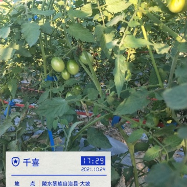海南千喜11月开始市场，欢迎老板来订购。