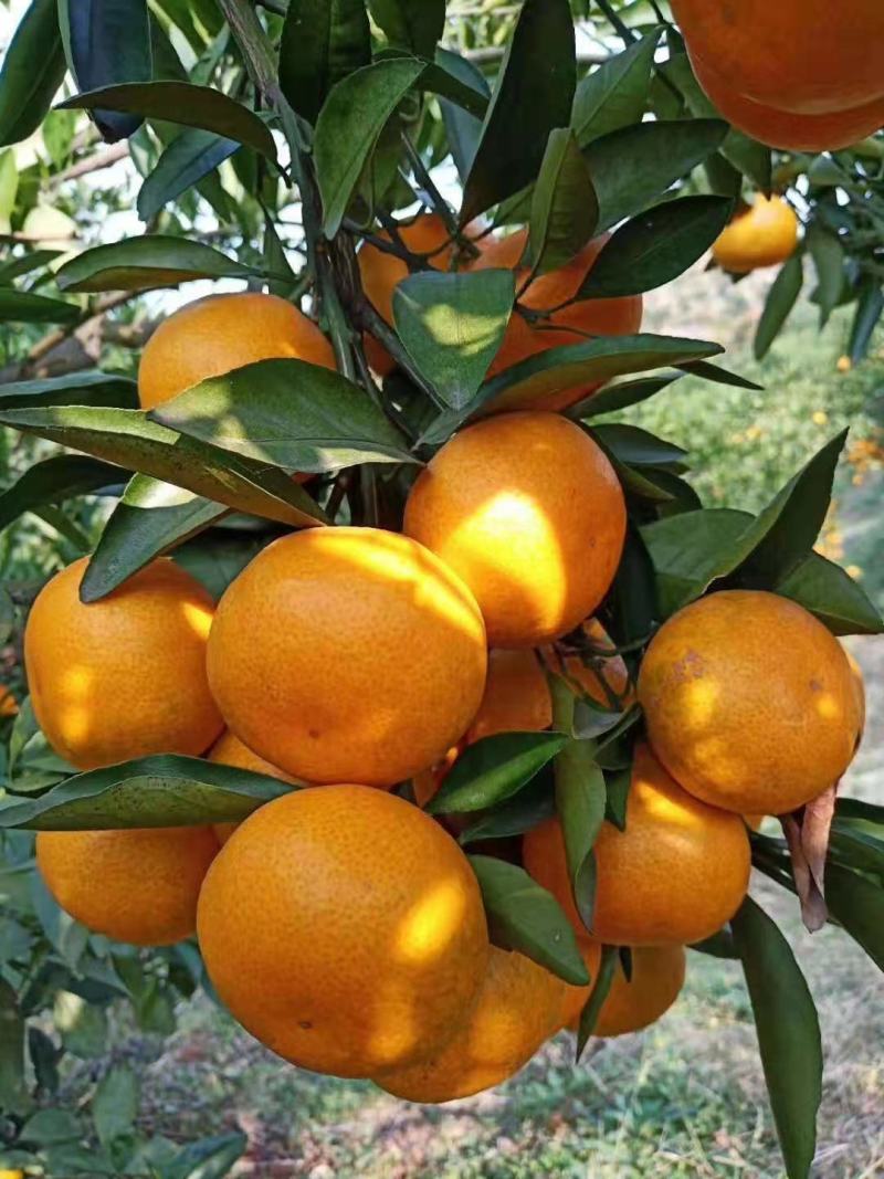 精品高山蜜橘产地供货中、皮薄多汁、无籽无渣、可视频看货