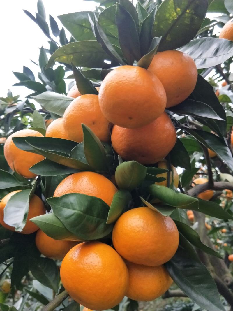 精品高山蜜橘产地供货中、皮薄多汁、无籽无渣、可视频看货