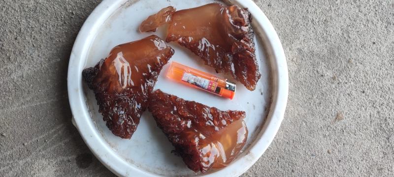 渤海野生大红角，自然色，红又亮，**酒店市场