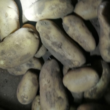 沽源县土豆大量出窖里货