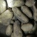 沽源县土豆大量出窖里货