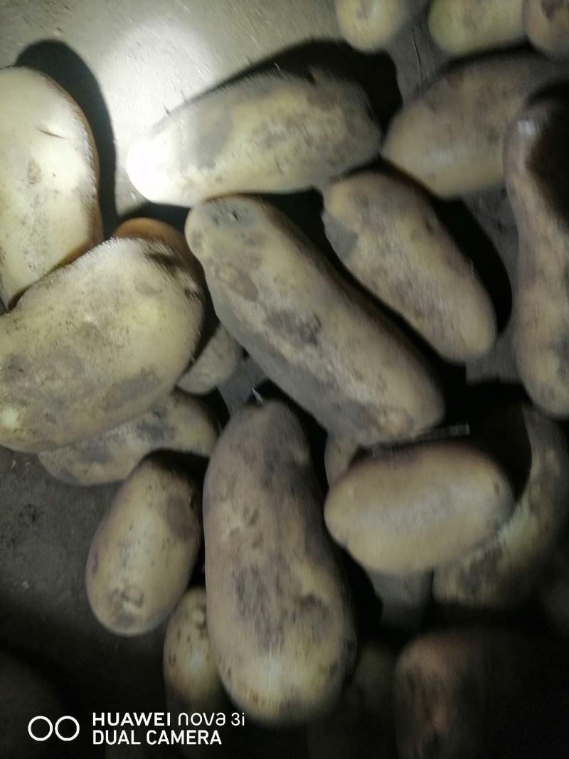 沽源县土豆大量出窖里货