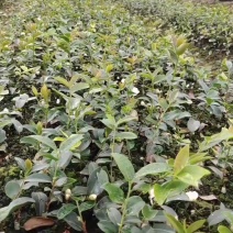 高产油茶苗
