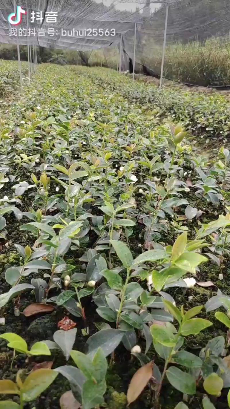 高产油茶苗