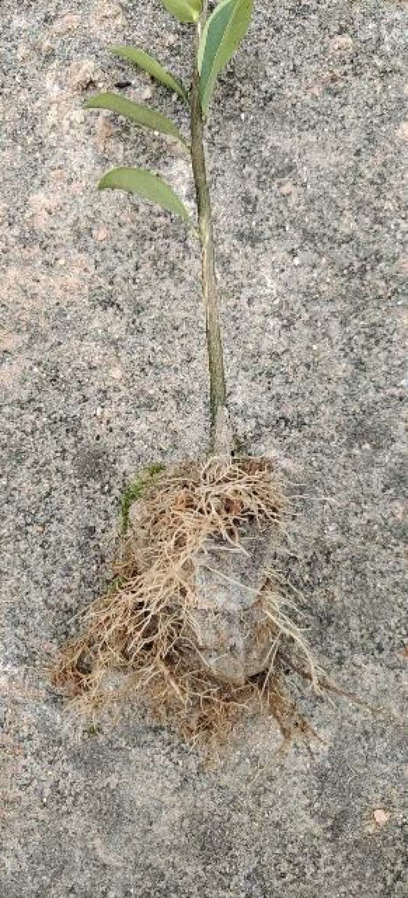 高产油茶苗