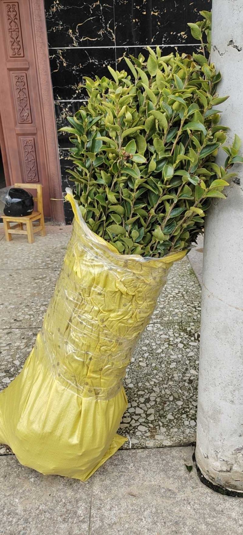 高产油茶苗