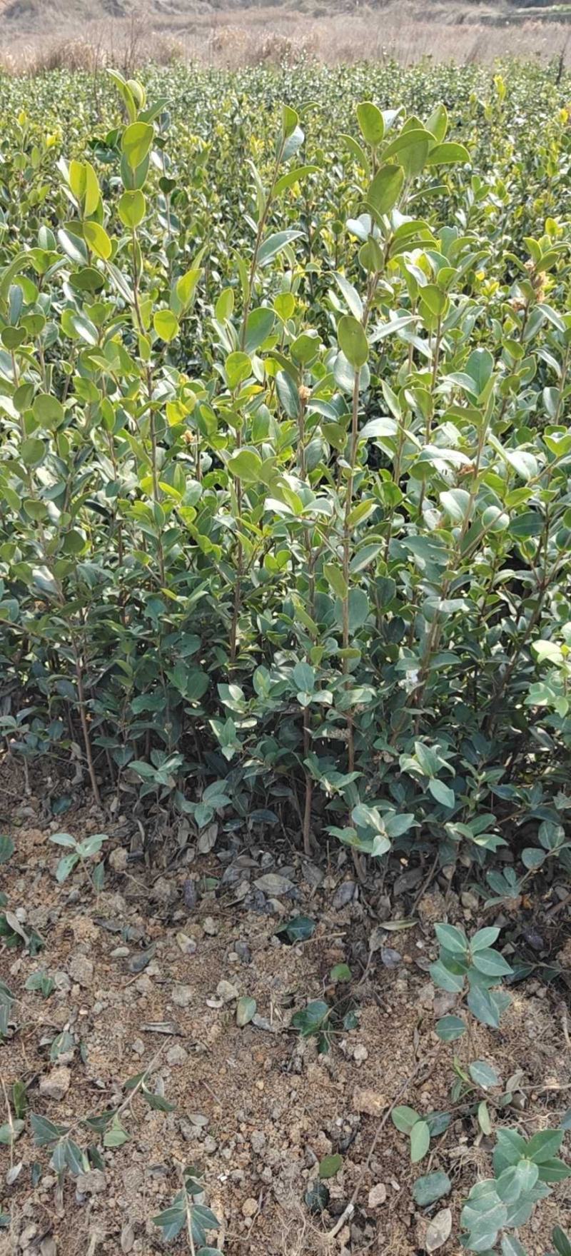 高产油茶苗