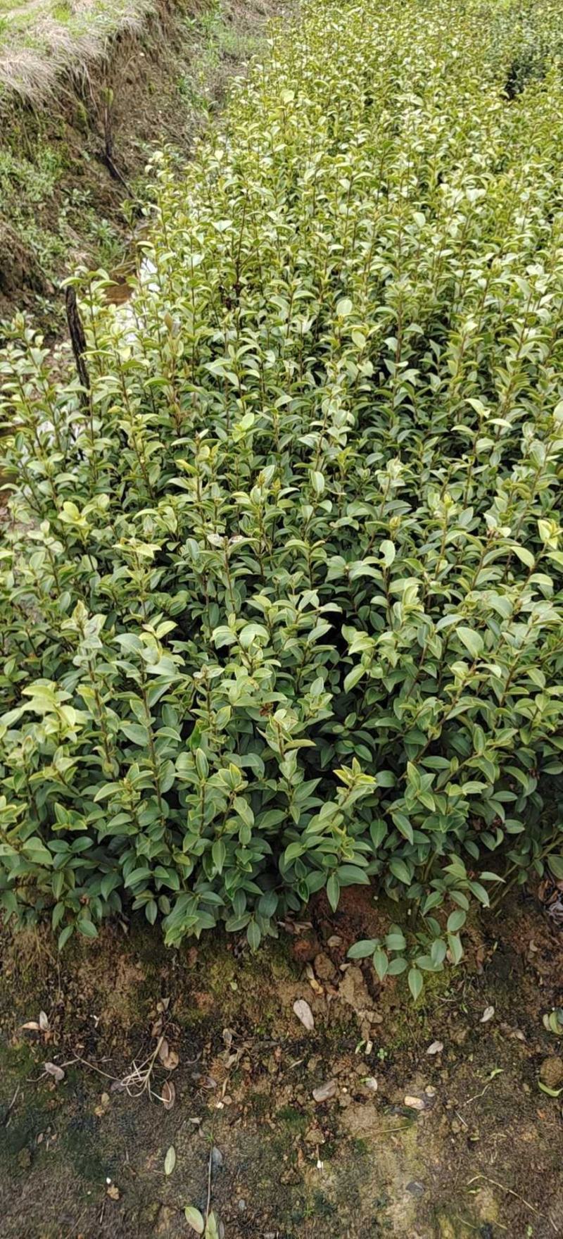 高产油茶苗