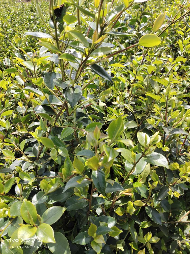 高产油茶苗