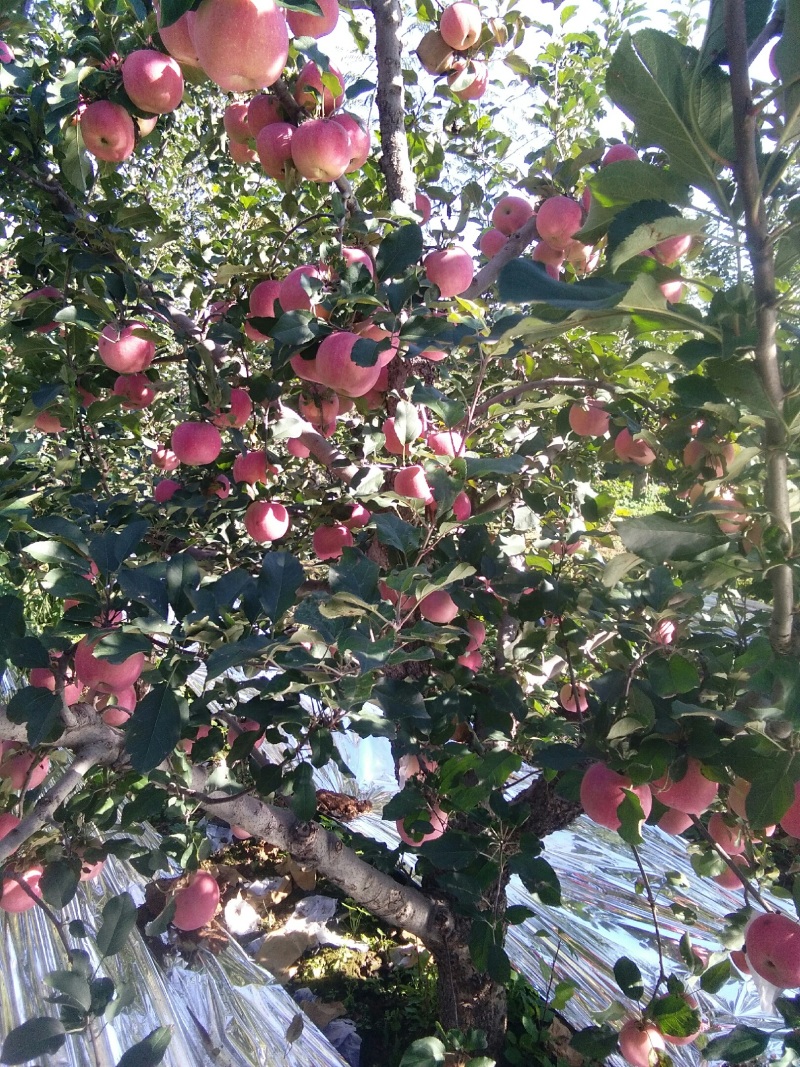 山坡的红富士苹果色好脆甜就是好吃，诚邀各位老板品尝购买