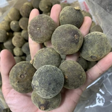化州化橘红新果老果圆果压果！化州化橘，化州化橘！