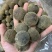 化州化橘红新果老果圆果压果！化州化橘，化州化橘！