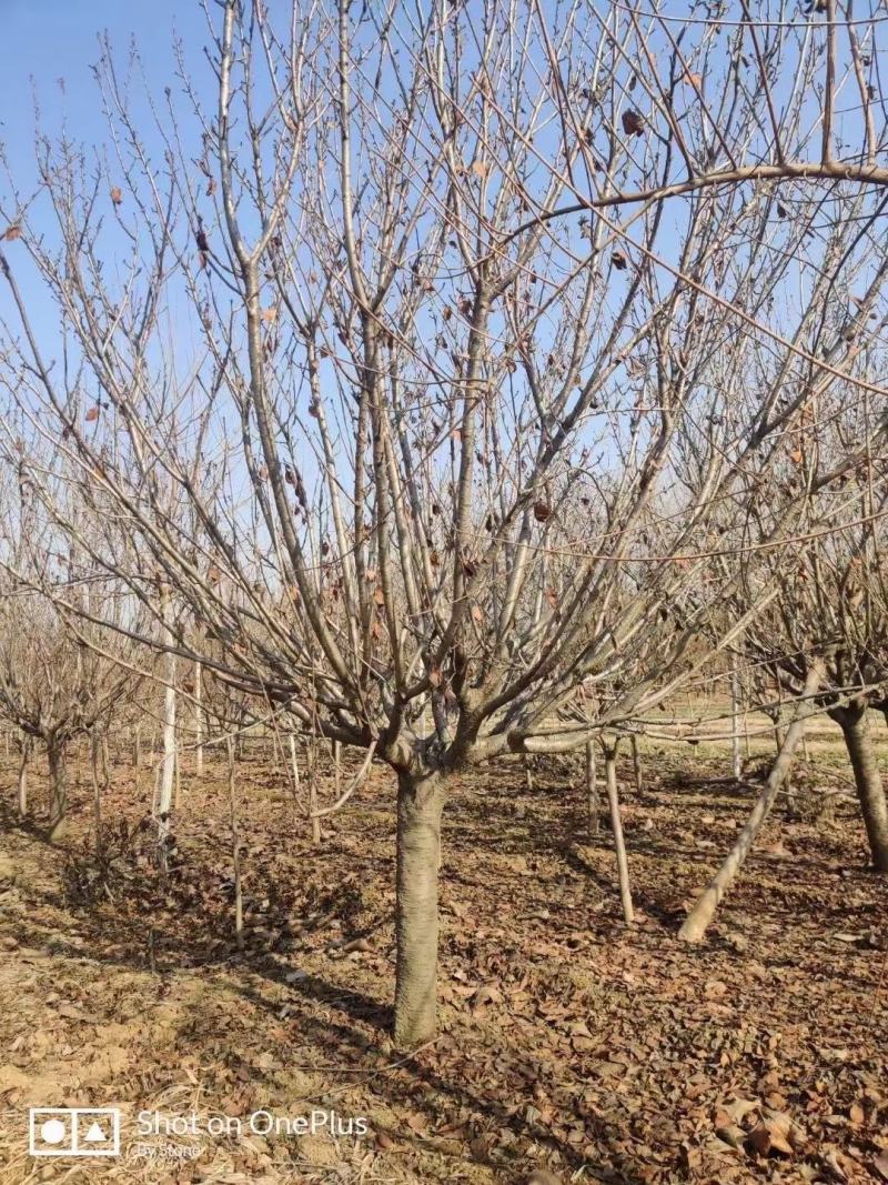 樱花供应，江苏宿迁沭阳县拥有樱花2千亩，现大量供应樱花