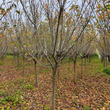 樱花供应，江苏宿迁沭阳县拥有樱花2千亩，现大量供应樱花