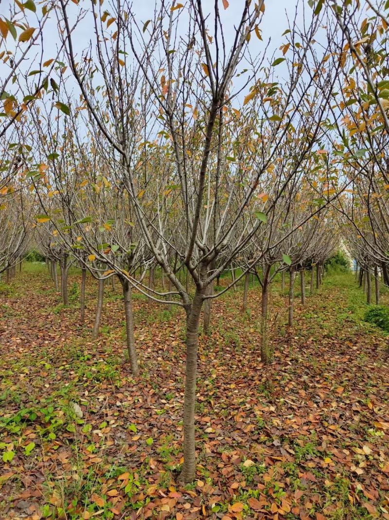 樱花供应，江苏宿迁沭阳县拥有樱花2千亩，现大量供应樱花