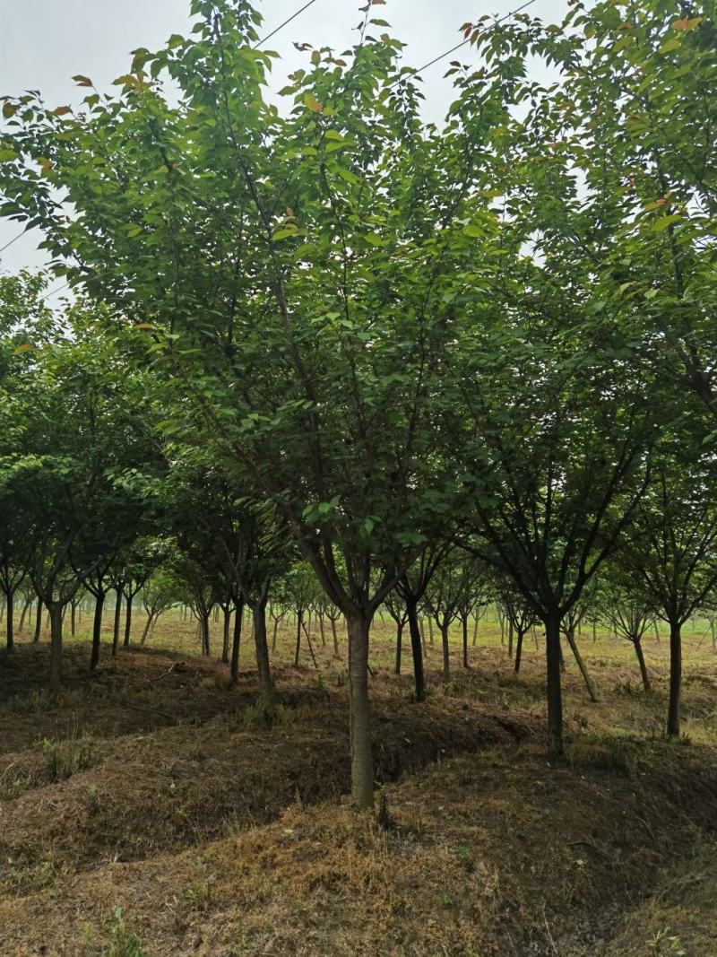 樱花供应，江苏宿迁沭阳县拥有樱花2千亩，现大量供应樱花