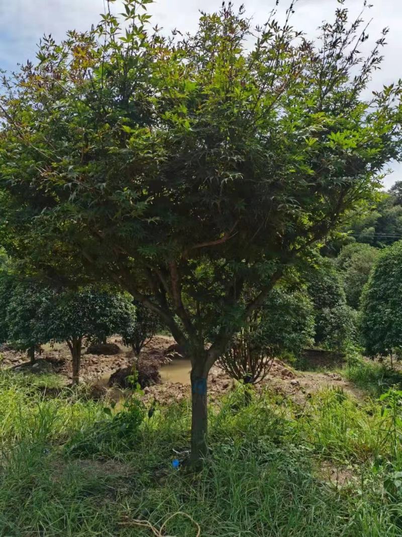 樱花供应，江苏宿迁沭阳县拥有樱花2千亩，现大量供应樱花