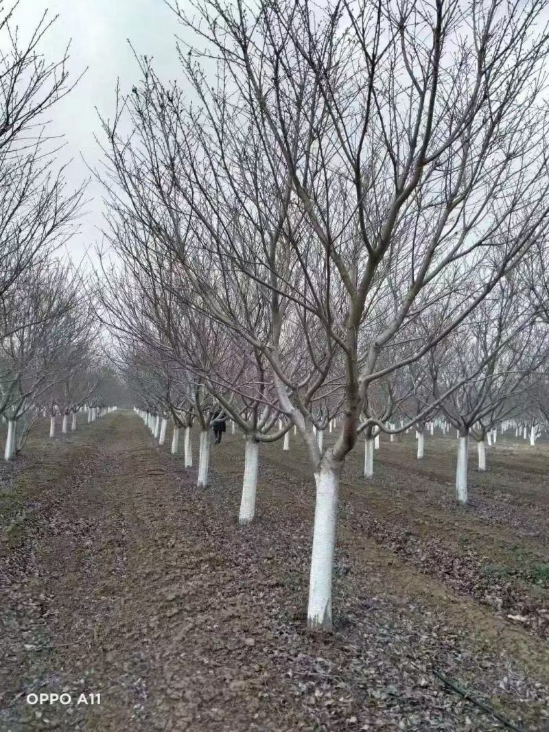 樱花供应，江苏宿迁沭阳县拥有樱花2千亩，现大量供应樱花