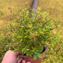 满天星产地直供量大从优苗木花卉对接工程绿化等