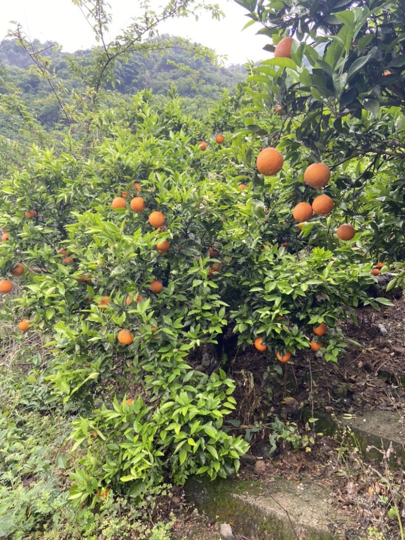 湖北普橙脐橙农户一手货源物美廉价产地批发