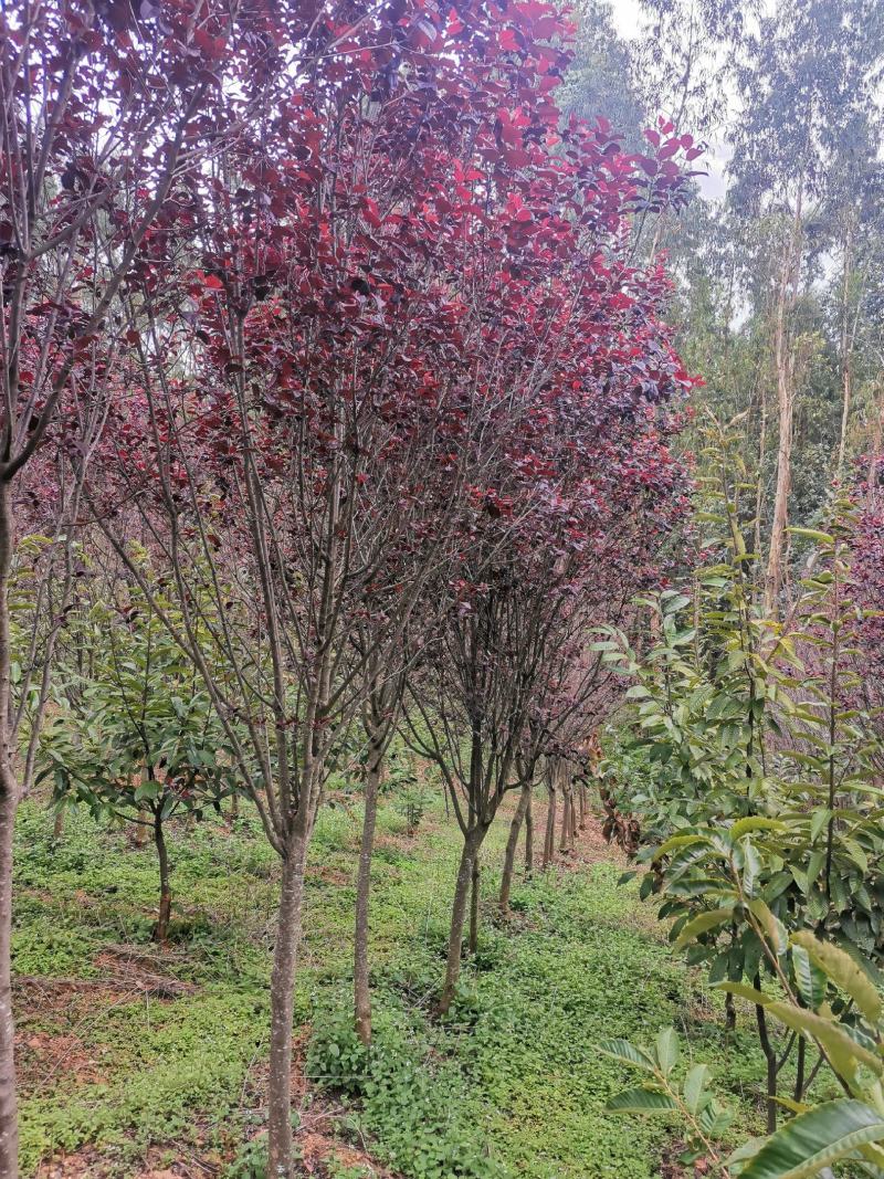 云南精品红叶李自家种植基地绿化苗木货源充足可视频看货