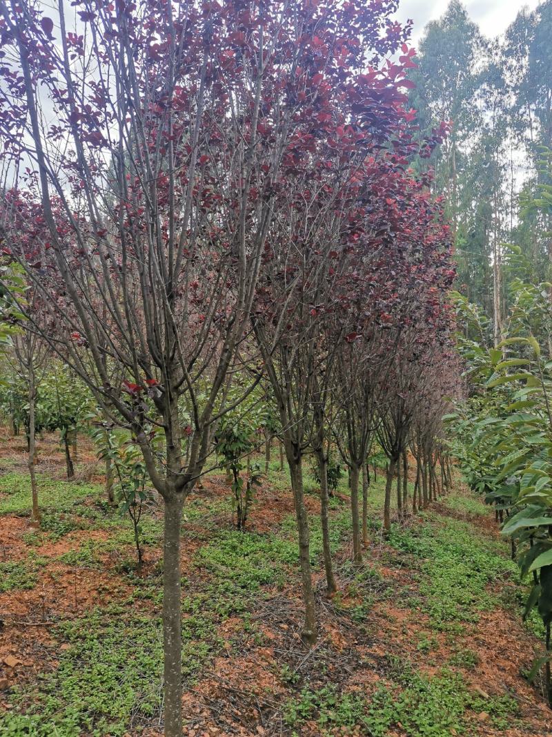 云南精品红叶李自家种植基地绿化苗木货源充足可视频看货