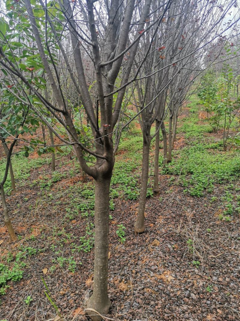 云南精品红叶李自家种植基地绿化苗木货源充足可视频看货