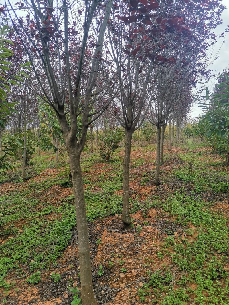 云南精品红叶李自家种植基地绿化苗木货源充足可视频看货