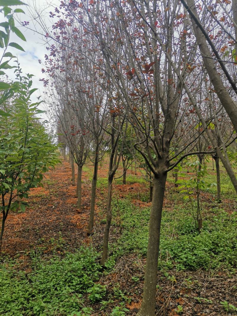 云南精品红叶李自家种植基地绿化苗木货源充足可视频看货