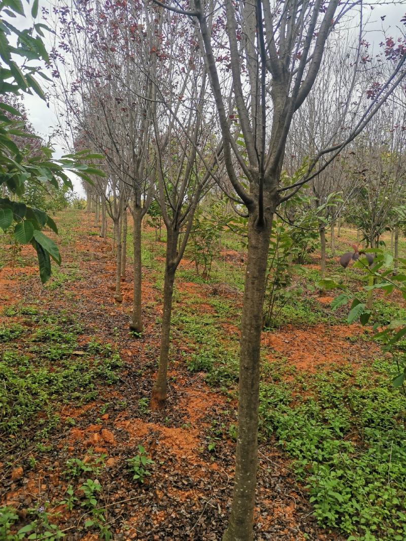 云南精品红叶李自家种植基地绿化苗木货源充足可视频看货
