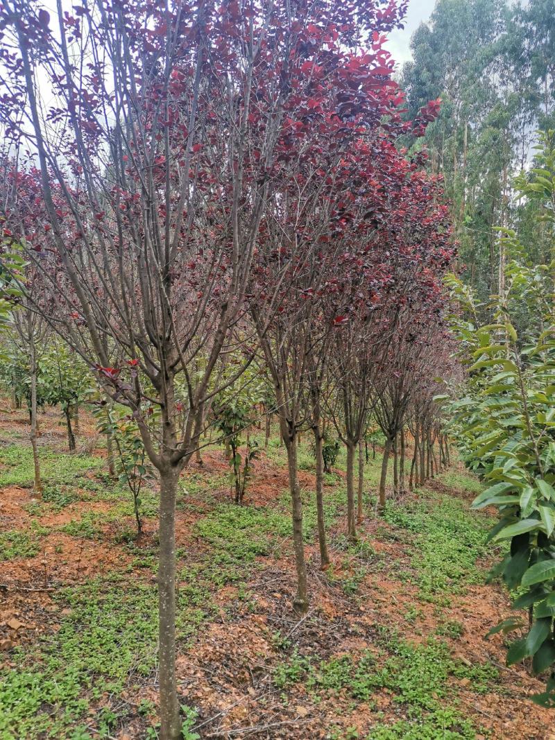 云南精品红叶李自家种植基地绿化苗木货源充足可视频看货