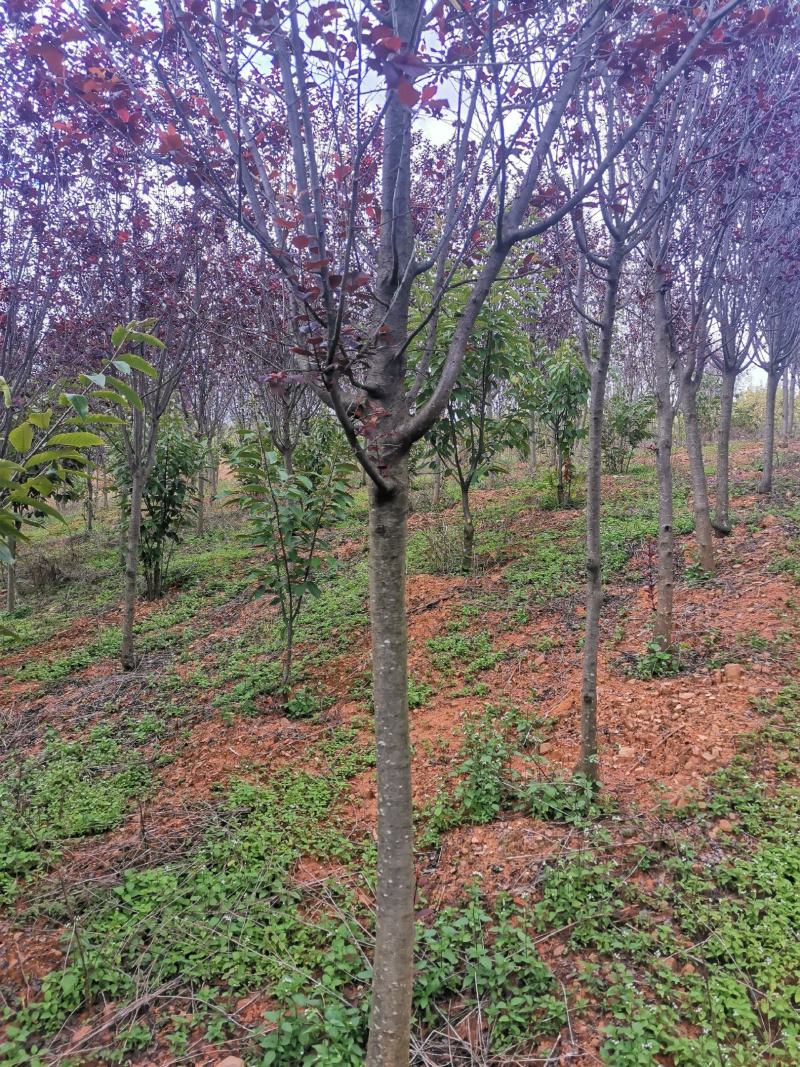 云南精品红叶李自家种植基地绿化苗木货源充足可视频看货